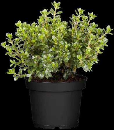 Rhododendron (AJ) 'Anouk' - 3 Ltr pot - image 1