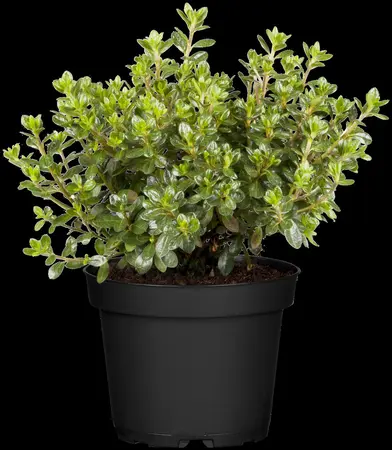 Rhododendron (AJ) 'Anouk' - 4 Ltr pot - image 1