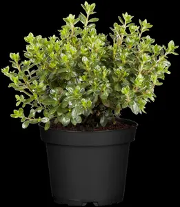 Rhododendron (AJ) 'Anouk' - 4 Ltr pot - image 1