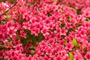 Rhododendron (AJ) 'Arabesk' - 4 Ltr pot