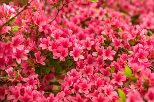 Rhododendron (AJ) 'Arabesk' - 20-25 CM C2