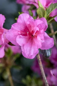 Rhododendron (AJ) 'Babuschka' - P9