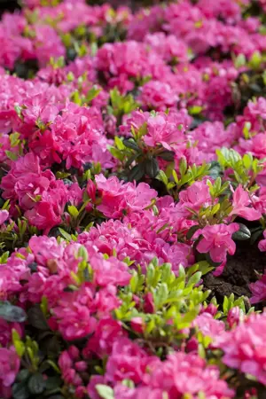 Rhododendron (AJ) 'Canzonetta' - 20-25 CM C3 - image 4