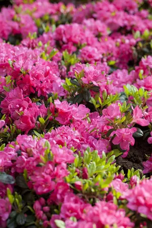 Rhododendron (AJ) 'Canzonetta' - 3 Ltr pot - image 2