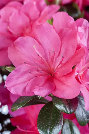 Rhododendron (AJ) 'Canzonetta' - 3 Ltr pot - image 5