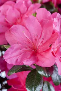 Rhododendron (AJ) 'Canzonetta' - 3 Ltr pot - image 5