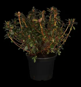 Rhododendron (AJ) 'Canzonetta'