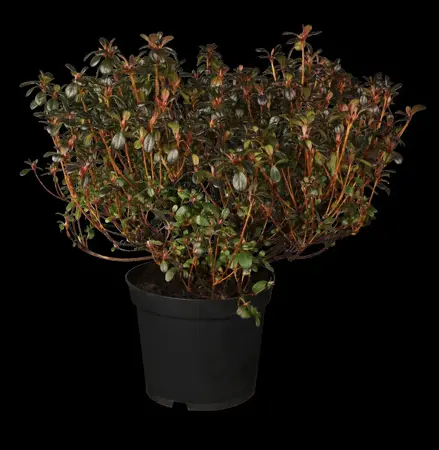 Rhododendron (AJ) 'Canzonetta' - 20-25 CM C3 - image 2