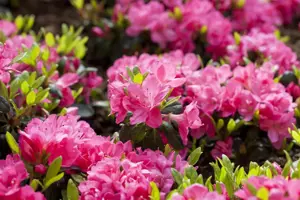 Rhododendron (AJ) 'Canzonetta' - 20-25 CM C3 - image 3
