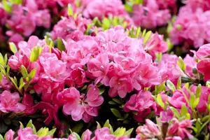 Rhododendron (AJ) 'Canzonetta' - 20-25 CM C3 - image 5
