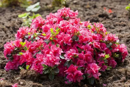 Rhododendron (AJ) 'Canzonetta' - 3 Ltr pot - image 4