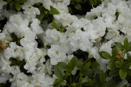 Rhododendron (AJ) 'Eisprinzessin' - P9 - image 1