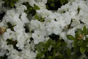 Rhododendron (AJ) 'Eisprinzessin' - P9 - image 1