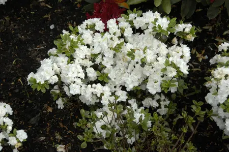 Rhododendron (AJ) 'Eisprinzessin' - P9 - image 2