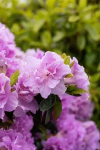 Rhododendron (AJ) 'Elsie Lee' - 40-50 CM C10 - image 2