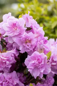 Rhododendron (AJ) 'Elsie Lee' - 40-50 CM C10 - image 4