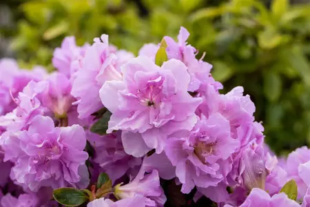 Rhododendron (AJ) 'Elsie Lee' - 40-50 CM C10 - image 3
