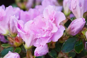 Rhododendron (AJ) 'Elsie Lee'