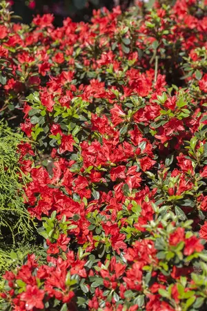 Rhododendron (AJ) 'Fridoline' - 15-20 CM P9 - image 1