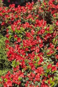 Rhododendron (AJ) 'Fridoline'