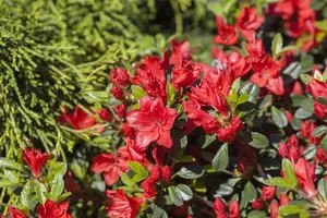 Rhododendron (AJ) 'Fridoline' - 15-20 CM P9 - image 2