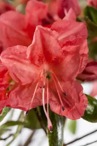 Rhododendron (AJ) 'Geisha Orange' - 3 Ltr pot - image 2