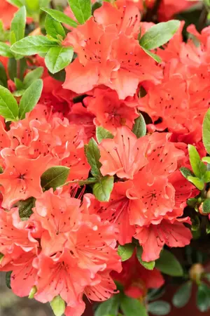 Rhododendron (AJ) 'Geisha Orange' - 3 Ltr pot - image 5