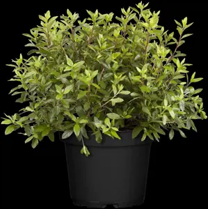 Rhododendron (AJ) 'Geisha Orange'