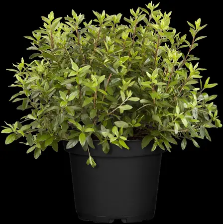 Rhododendron (AJ) 'Geisha Orange' - 2.5 Ltr pot - image 1