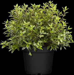 Rhododendron (AJ) 'Geisha Orange'