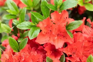 Rhododendron (AJ) 'Geisha Orange' - 3 Ltr pot - image 3