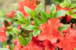 Rhododendron (AJ) 'Geisha Orange' - 3 Ltr pot - image 4