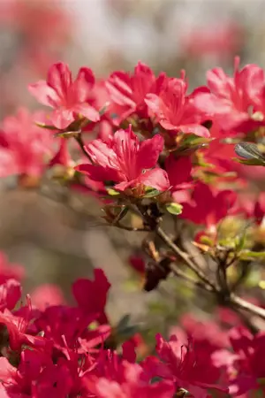 Rhododendron (AJ) 'Hino-crimson' - P9 - image 2