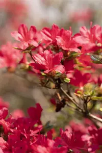 Rhododendron (AJ) 'Hino-crimson' - P9 - image 2