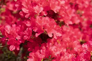 Rhododendron (AJ) 'Hino-crimson'