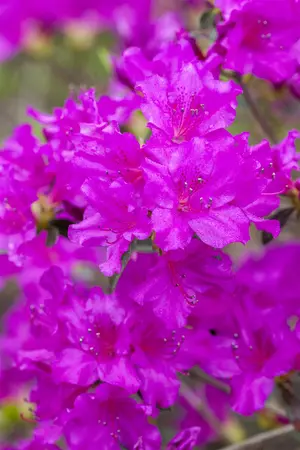 Rhododendron (AJ) 'K?nigstein' - 4 Ltr pot - image 3
