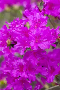 Rhododendron (AJ) 'K?nigstein' - P9 - image 3