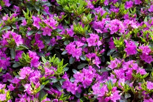 Rhododendron (AJ) 'K?nigstein'