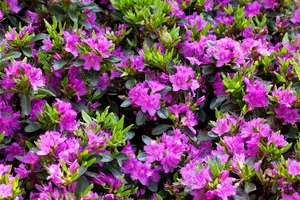 Rhododendron (AJ) 'K?nigstein' - 20-25 CM C2 - image 1