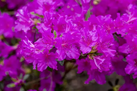 Rhododendron (AJ) 'K?nigstein' - 20-25 CM C2 - image 2