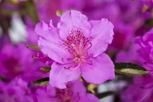 Rhododendron (AJ) 'K?nigstein' - 4 Ltr pot - image 4