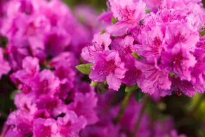 Rhododendron (AJ) 'K?nigstein' - 20-25 CM C2 - image 5