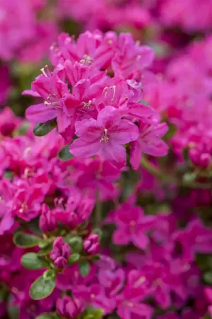 Rhododendron (AJ) 'Kermesina' - P9 - image 5