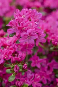 Rhododendron (AJ) 'Kermesina' - P9 - image 5