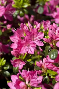 Rhododendron (AJ) 'Kermesina'