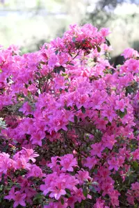 Rhododendron (AJ) 'Kermesina' - 3 Ltr pot - image 3