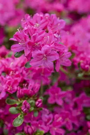 Rhododendron (AJ) 'Kermesina' - 3 Ltr pot - image 5