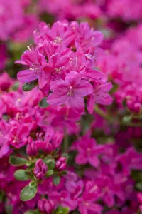 Rhododendron (AJ) 'Kermesina' - 3 Ltr pot - image 5