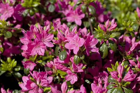 Rhododendron (AJ) 'Kermesina' - 3 Ltr pot - image 2
