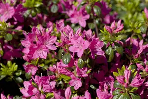 Rhododendron (AJ) 'Kermesina' - 3 Ltr pot - image 2